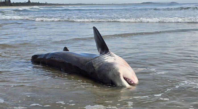 NSW 해변으로 밀려온 백상아리에 충격 The great white shark washed ashore at Kingscliff Beach. (Suzy MartinFacebook)