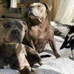 9-Instagram star M﻿olly the magpie has been reunited with his staffy friends after he was voluntarily surrendered to authorities more than 45 days ago. (Peggy and Molly)