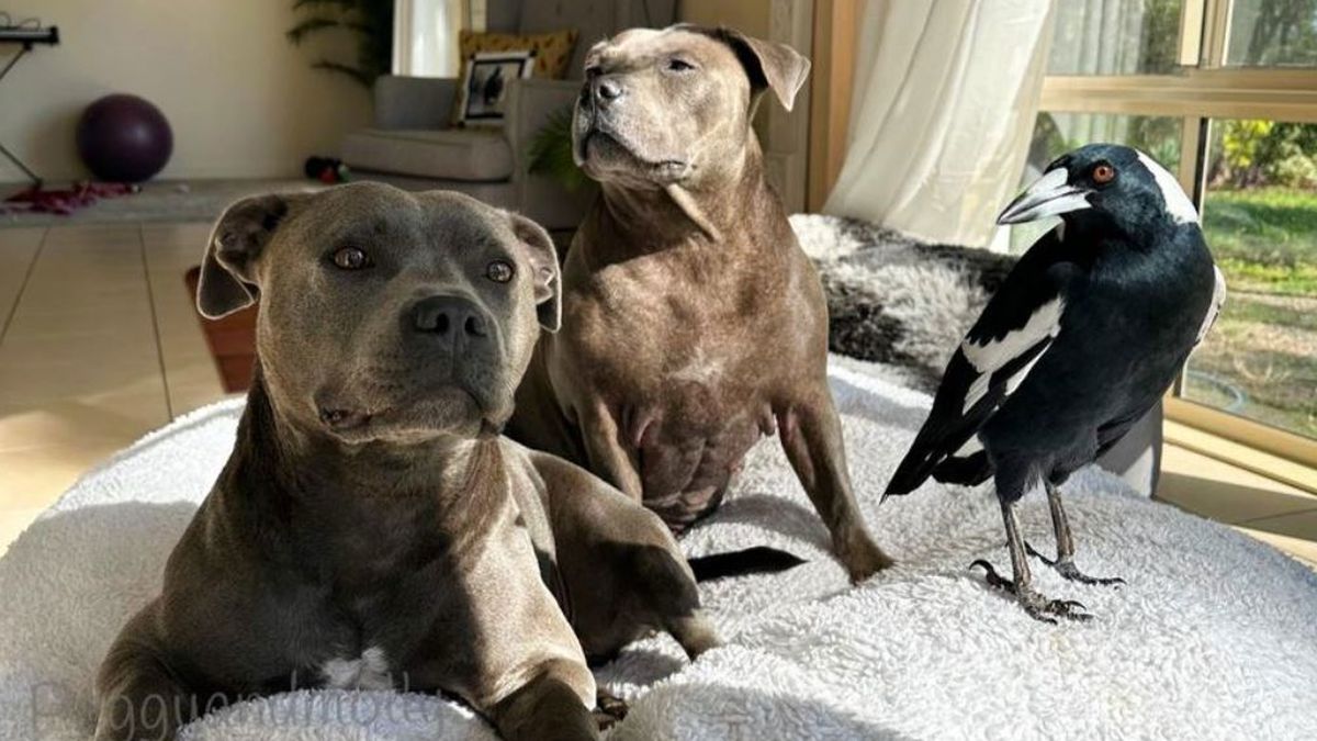 Instagram star M﻿olly the magpie has been reunited with his staffy friends after he was voluntarily surrendered to authorities more than 45 days ago. (Peggy and Molly)