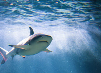 애들레이드 10대, 백상아리 낚시하다가 물려 Alexandre-boucey_thisisareku_unsplash