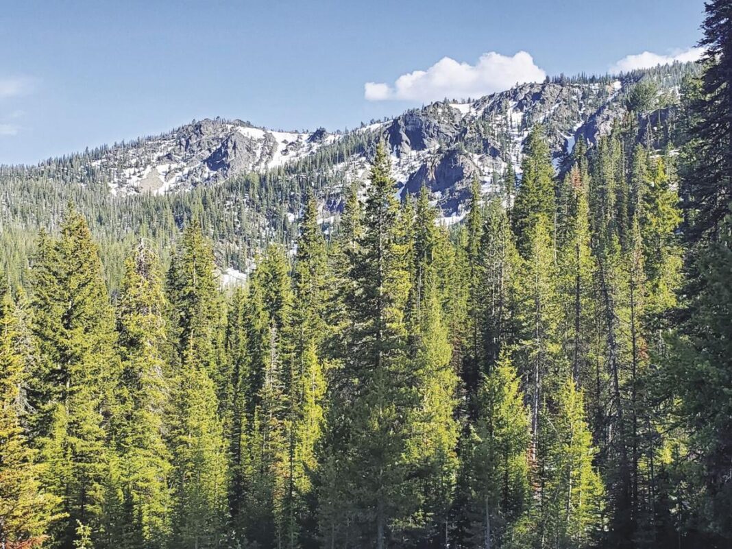 The three national forests in the Blue Mountains —Jayson JacobyBaker City Herald, File