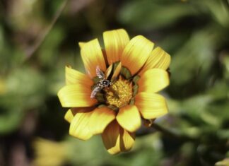 호주 종묘장에서 판매되는 침입성 잡초 Despite being declared a highly invasive species, gazanias are sold at nurseries across Australia