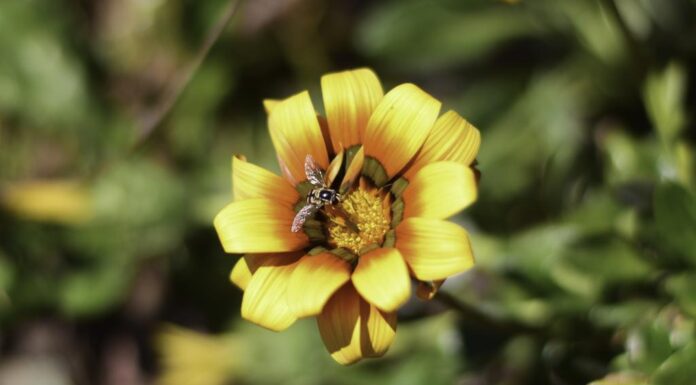호주 종묘장에서 판매되는 침입성 잡초 Despite being declared a highly invasive species, gazanias are sold at nurseries across Australia