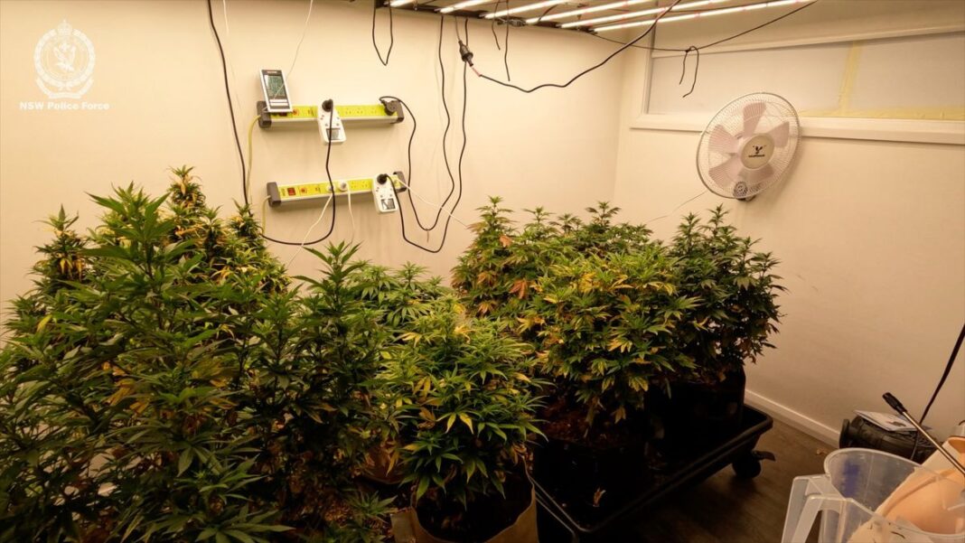 Police allegedly found a marijana farm at the property. (NSW Police Force)