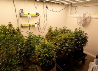 시드니 남성, 마약 제조 혐의로 체포 Police allegedly found a marijana farm at the property. (NSW Police Force)
