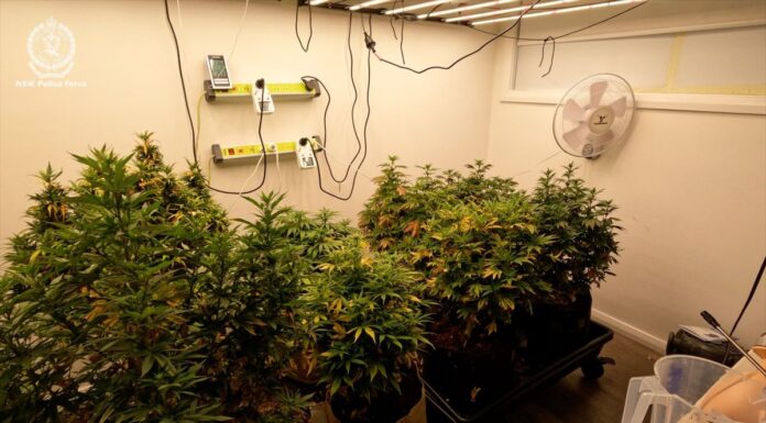 시드니 남성, 마약 제조 혐의로 체포 Police allegedly found a marijana farm at the property. (NSW Police Force)