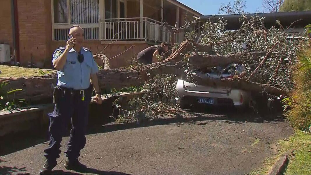 A woman was rescued in Camden, south west Sydney, after a tree fell on her car. (Nine)