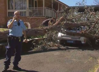 NSW 전역에 몰아친 강풍, 여성 사망, 정전 발생, 비행기 지연 A woman was rescued in Camden, south west Sydney, after a tree fell on her car. (Nine)