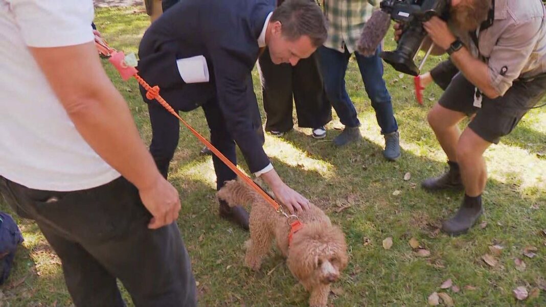 Landlords won't be able to refuse pets without reason, NSW Premier Chris Minns said. (Nine)