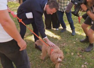 세입자, NSW 새로운 규정으로 반려동물을 더 쉽게 키울 수 있게 되다 Landlords won't be able to refuse pets without reason, NSW Premier Chris Minns said. (Nine)