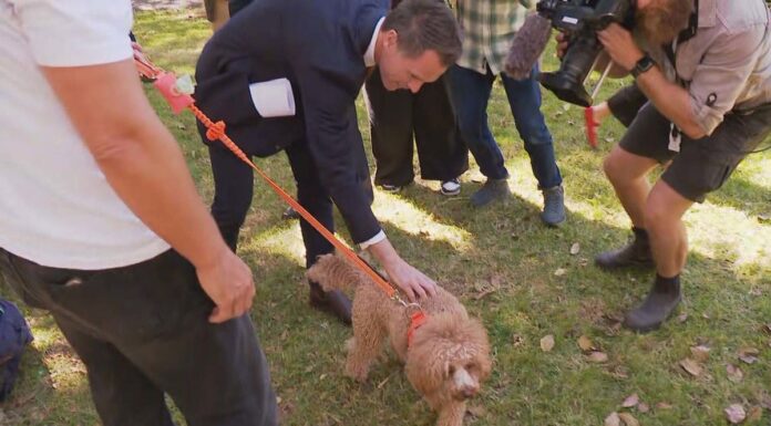 세입자, NSW 새로운 규정으로 반려동물을 더 쉽게 키울 수 있게 되다 Landlords won't be able to refuse pets without reason, NSW Premier Chris Minns said. (Nine)