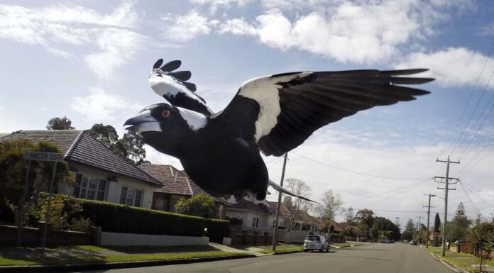 다가오는 호주 까치 습격 시즌, 까치의 공격을 피하는 방법 Magpies usually swoop to ward of threats to their chicks. (Darren Pateman)