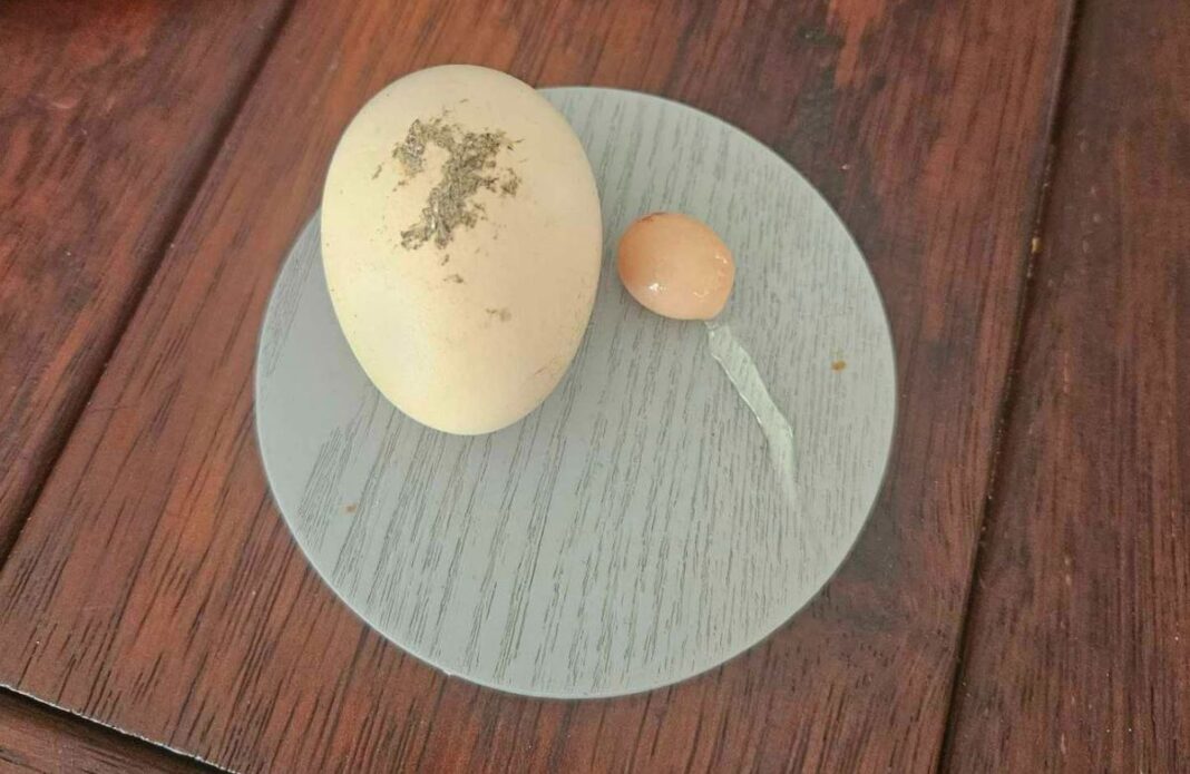 The egg compared to an average-sized egg. (Supplied9News)