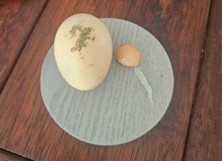 NSW, 10mm 크기의 달걀 속 달걀 The egg compared to an average-sized egg. (Supplied9News)