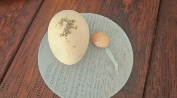NSW, 10mm 크기의 달걀 속 달걀 The egg compared to an average-sized egg. (Supplied9News)