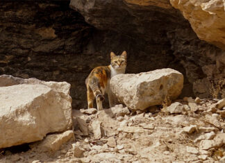 호주 야생 동물 보호 야생 고양이 개체 수 감소 e orlando_eroimages