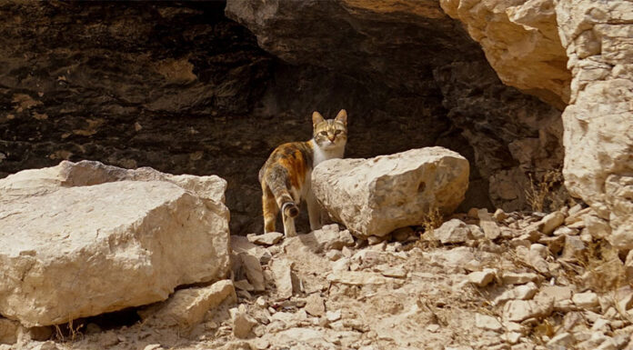 호주 야생 동물 보호 야생 고양이 개체 수 감소 e orlando_eroimages