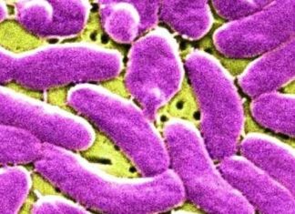 NSW 바이러스성 위장염 사례 급증 Two pathogens commonly cause gastroenteritis. (Czech University of Life Sciences) (Czech University of Life Sciences)