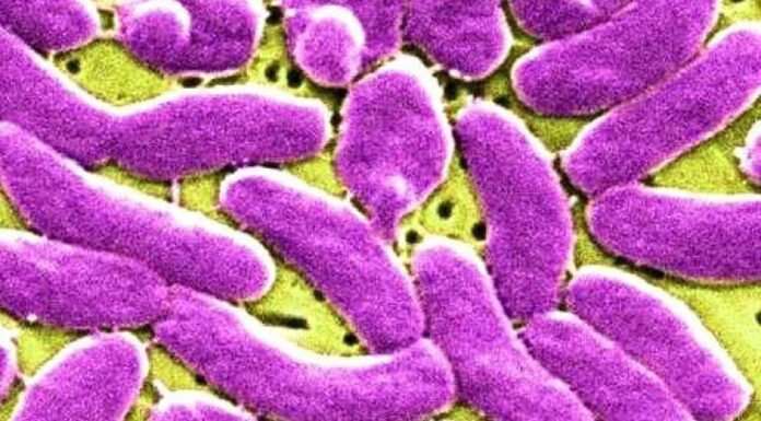NSW 바이러스성 위장염 사례 급증 Two pathogens commonly cause gastroenteritis. (Czech University of Life Sciences) (Czech University of Life Sciences)