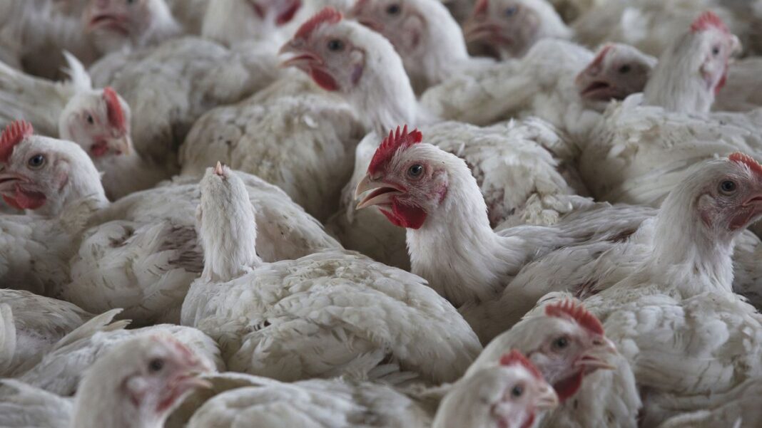 Bird flu has appeared in commercial poultry stocks in the US and other countires. (AP)