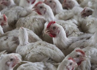 호주, 치명적인 조류 독감 예방을 위해 1억 달러 지출 Bird flu has appeared in commercial poultry stocks in the US and other countires. (AP)
