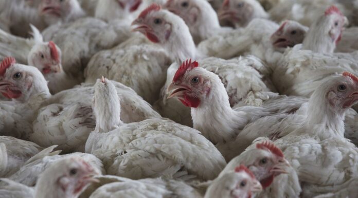 호주, 치명적인 조류 독감 예방을 위해 1억 달러 지출 Bird flu has appeared in commercial poultry stocks in the US and other countires. (AP)