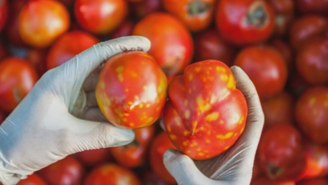 The virus, first detected a month ago, has prompted heightened anxiety among businesses in the tomato-growing Northern Adelaide Plains region. (Nine)