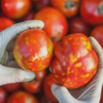 5.The virus, first detected a month ago, has prompted heightened anxiety among businesses in the tomato-growing Northern Adelaide Plains region. (Nine)