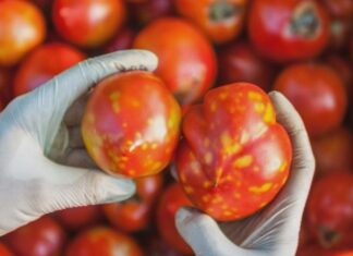 호주, 바이러스에 감염된 토마토, ‘먹어도 안전하다’ The virus, first detected a month ago, has prompted heightened anxiety among businesses in the tomato-growing Northern Adelaide Plains region. (Nine)