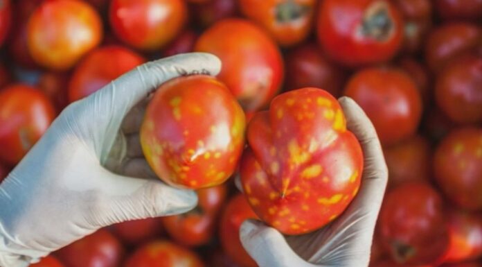호주, 바이러스에 감염된 토마토, ‘먹어도 안전하다’ The virus, first detected a month ago, has prompted heightened anxiety among businesses in the tomato-growing Northern Adelaide Plains region. (Nine)