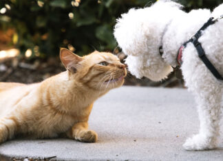 시드니 지방의회 지역 절반 ‘개가 아이보다 많다’ noelle_unsplash