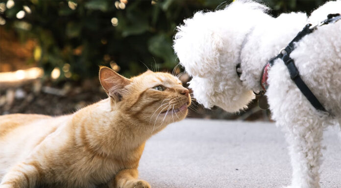 시드니 지방의회 지역 절반 ‘개가 아이보다 많다’ noelle_unsplash