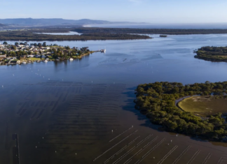 NSW의 Shoalhaven 강에서 발견된 독성 조류에 대한 ‘적색 경보’ Oyster farms on the Crookhaven River at Greenwell Point, which comes off the Shoalhaven River. (Sydney Morning Herald)