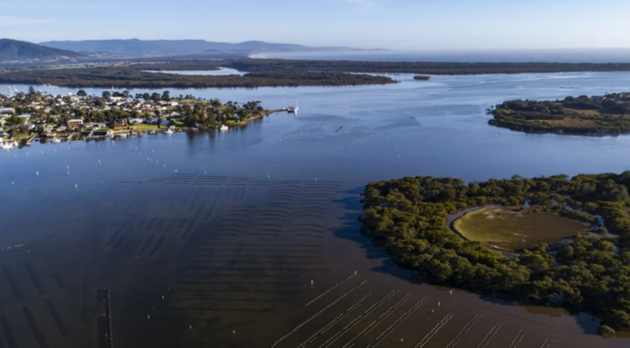 NSW의 Shoalhaven 강에서 발견된 독성 조류에 대한 ‘적색 경보’ Oyster farms on the Crookhaven River at Greenwell Point, which comes off the Shoalhaven River. (Sydney Morning Herald)