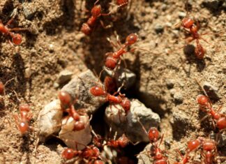 NSW 농부들, 600억 달러 규모의 불개미 확산 우려에 국경단속 Red imported fire ants could cost Australia $22 billion by the 2040s. (Getty ImagesiStockphoto)