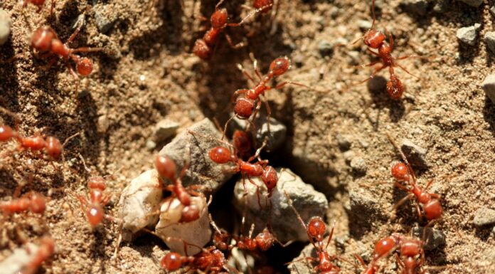 NSW 농부들, 600억 달러 규모의 불개미 확산 우려에 국경단속 Red imported fire ants could cost Australia $22 billion by the 2040s. (Getty ImagesiStockphoto)