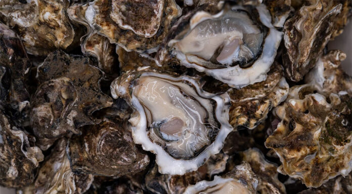 NSW 도둑, 2,000달러 상당의 굴 훔쳐 달아나 Mitili Mitili_UNSPLASH