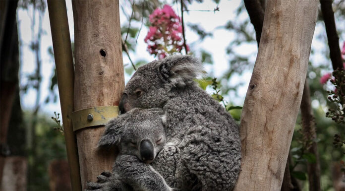 NSW 탐지견, 대변에서 DNA를 추출해 클라미디아가 없는 새로운 코알라 그룹 식별 melodyp_unsplash