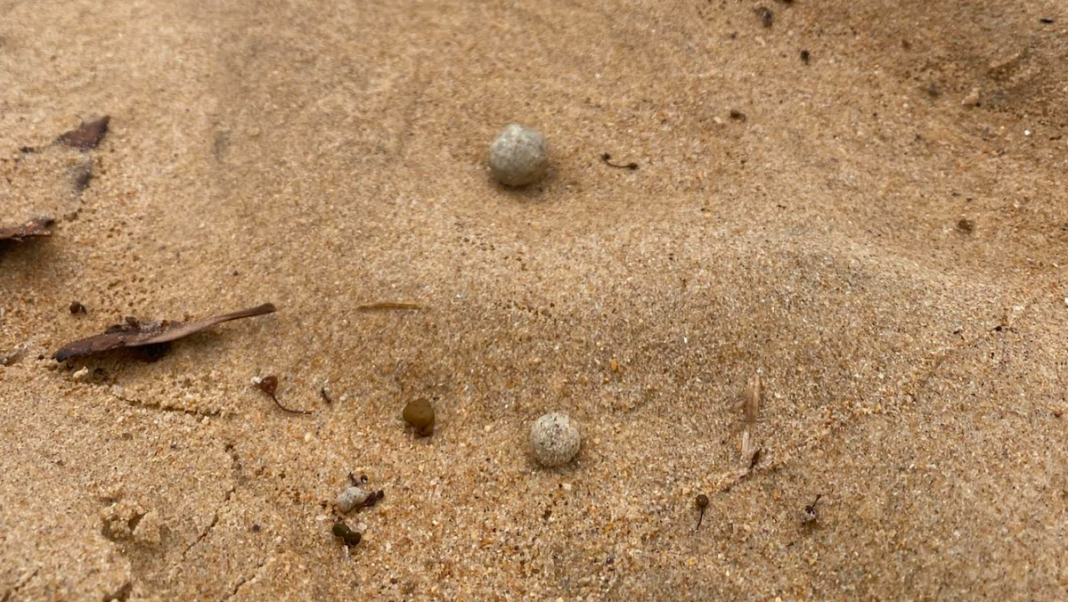 White and grey coloured balls were found scattered along the shores at nine beaches. (Northern Beaches Council )