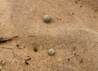 시드니 인기 해변 9곳, 정체불명 구슬들 또 바다서 밀려와 긴급 폐쇄 White and grey coloured balls were found scattered along the shores at nine beaches. (Northern Beaches Council )