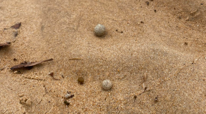 시드니 인기 해변 9곳, 정체불명 구슬들 또 바다서 밀려와 긴급 폐쇄 White and grey coloured balls were found scattered along the shores at nine beaches. (Northern Beaches Council )