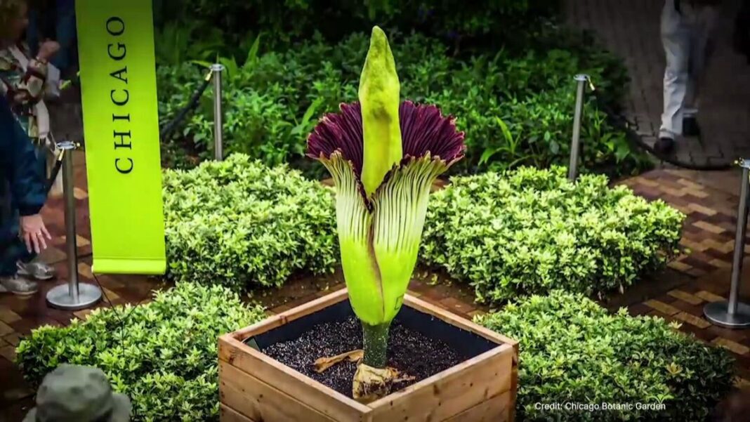 A corpse flower in bloom at Chicago. (9News)