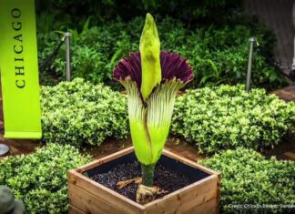 시드니에서 ‘시체 꽃’이 피기 시작하다 A corpse flower in bloom at Chicago. (9News)