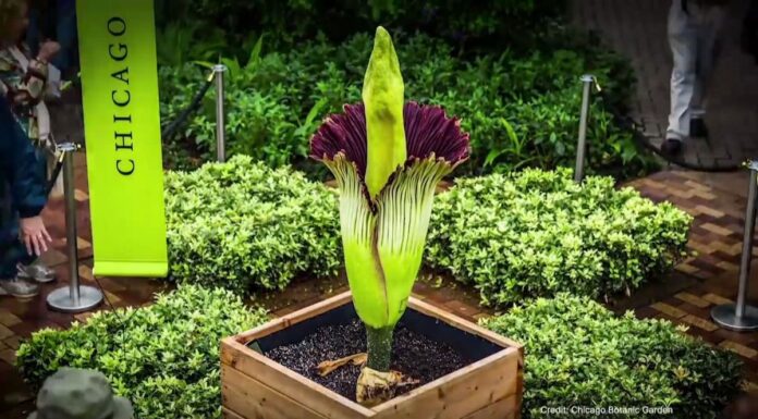 시드니에서 ‘시체 꽃’이 피기 시작하다 A corpse flower in bloom at Chicago. (9News)