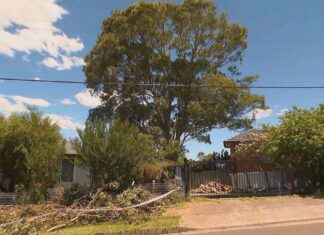 시드니 서부, 나무를 둘러싼 다툼 끝에 이웃을 살해한 남성 기소 The pair allegedly squared off over a large gum tree that towers over their homes in Sydney. (Nine)