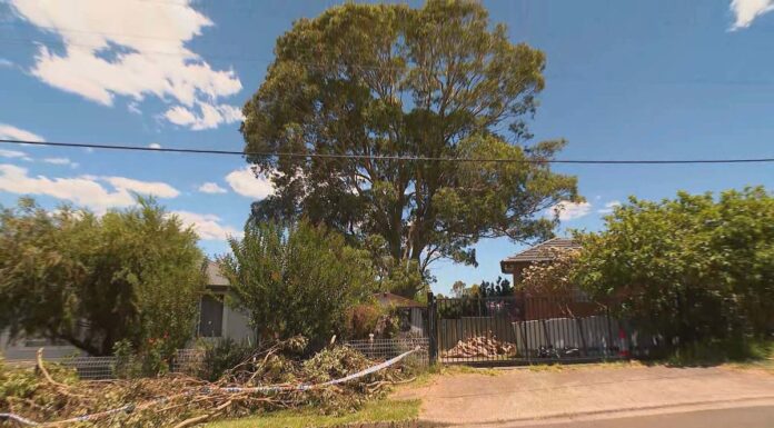 시드니 서부, 나무를 둘러싼 다툼 끝에 이웃을 살해한 남성 기소 The pair allegedly squared off over a large gum tree that towers over their homes in Sydney. (Nine)