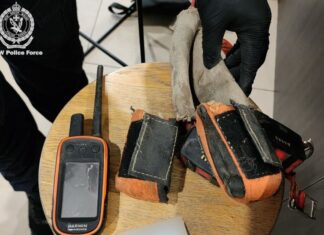 시드니 Bandidos 바이킹 갱단의 고위 멤버, 총기 및 마약 공급, 불법 사냥 혐의로 기소 Police allegedly found evidence of 18 incidents of illegal hunting on the GPS receivers and the phone. (NSW Police)