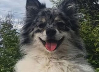 NSW, 실종 반려견 찾기 위해 1만 달러 보상금 제공 There is a $10,000 reward to find Frankie. (Facebook)