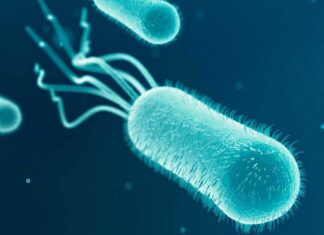 대장균 경보 이후 NSW 중부 해안 물 식수로 안전 E. coli in drinking water indicates it may be contaminated with faeces. (iStock)