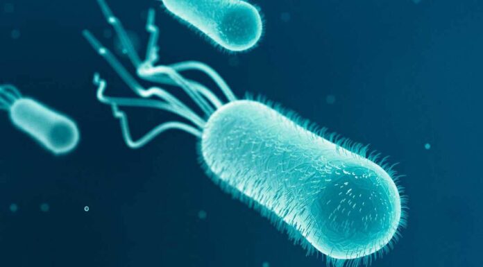 대장균 경보 이후 NSW 중부 해안 물 식수로 안전 E. coli in drinking water indicates it may be contaminated with faeces. (iStock)